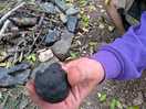 King alfred's cakes which are found in the forest used as a firefighter.