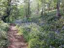 Woodland walk