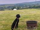 Nosing at the sheep