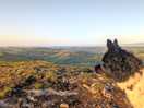 Dog looking for caravan