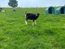 Goats and sheep on campsite