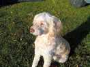 Rambo the dog