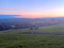 Sunset with the cows