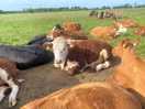The cows came to say hello