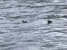 Puffins
