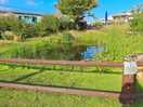 Pond