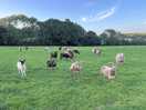 Sheep