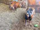 Feeding the pigs
