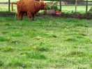 Highland cow