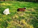 Sheeps
