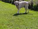 Dedicated dog walk area