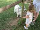 Pigmy goats don't know when to stop eating 😅