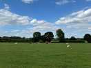 Cows in the field next to our pitch