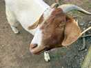 Goat, that’s it really, lush goat