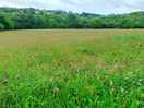 Wildflower meadow