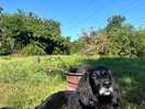 Our dog loved the site, especially the river.