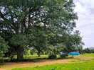 Big old trees and aoft grass to walk barefoot