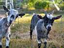 Cute little chaps