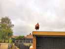Chicken on a roof!