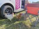 Friendly chickens
