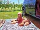 Ezekiel..campervanpoodle, youtube, enjoying his pitch