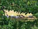Sheep seen whilst out walking nearby.