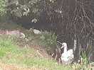 Right next to our pitch, a visit from a family of swans.