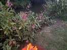Campfire at night