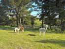 Some well-shaved alpacas!