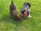 Gorgeous hens living their best life