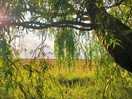 Weeping willow view