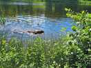 Our dog loving the water