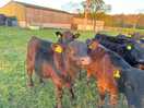 Cows!