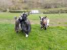 The cheeky goats 🐐 😜
