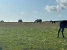 Fields surrounding