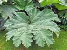 Massive leaves