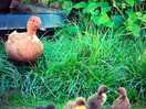 Ducklings