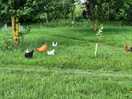 Chickens free roaming and so friendly.