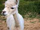 Alpacas 2