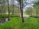 Lake and forest view