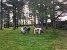 Mini horses!