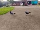 Birds