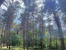 In to the woods