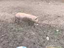 Piggy