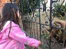 Farm animals