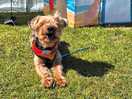 Buddy enjoying the sun in very hot weather