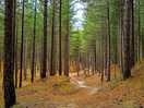 The amazing pinewood