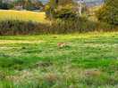Field close by