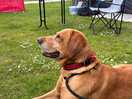 Dog enjoyed his stay