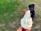 Ice cream van couldn’t say no